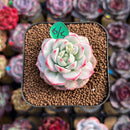 Sedeveria 'Pudgy' Variegated 1"-2" Succulent Plant