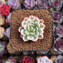 Echeveria 'Navillera' Variegated 1" Cutting Succulent Plant