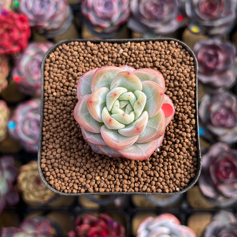 star succulent plant Echeveria 'Star Jelly' 1