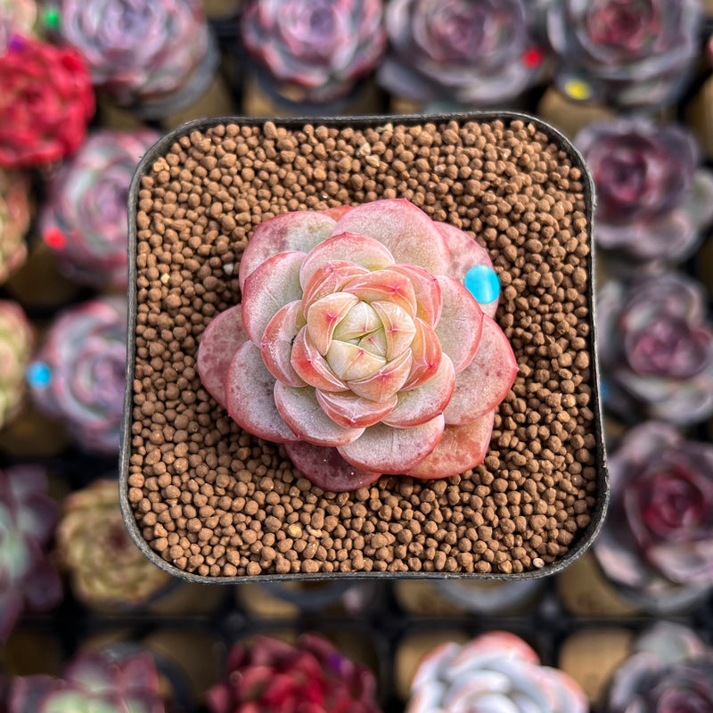 succulent star Echeveria 'Star Jelly' 1" Succulent Plant