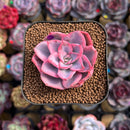 Echeveria 'Pink Harin' Variegated 2" Succulent Plant Cutting