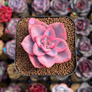Echeveria 'Pink Harin' Variegated 2" Succulent Plant Cutting