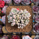 Echeveria 'Angels Kiwi' 2" Cluster Air Magic Hybrid Succulent Plant