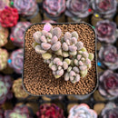 Echeveria 'Angels Kiwi' 2" Cluster Air Magic Hybrid Succulent Plant