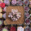 Echeveria 'Angels Kiwi' 2" Cluster Air Magic Hybrid Succulent Plant