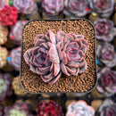 Echeveria Hybrid sp. 2" Unique Seed-Grown Hybrid Succulent Plant Cutting
