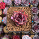 Echeveria 'Melodious' 1" Succulent Plant Cutting