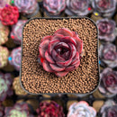Echeveria 'Melodious' 1" Succulent Plant Cutting
