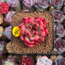 Echeveria 'Tim' 2" Succulent Plant Cutting
