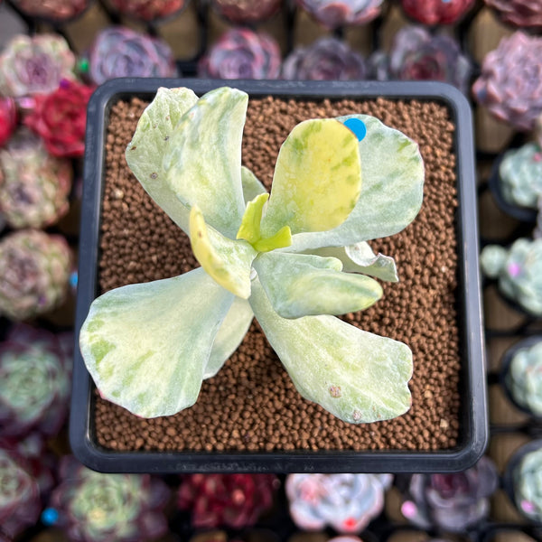 Cotyledon sp. Variegated 2"-3" Succulent Plant Cutting