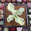 Cotyledon sp. Variegated 2"-3" Succulent Plant Cutting