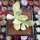 Cotyledon sp. Variegated 2"-3" Succulent Plant Cutting