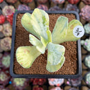Cotyledon sp. Variegated 2"-3" Succulent Plant Cutting