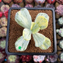 Cotyledon sp. Variegated 2"-3" Succulent Plant Cutting