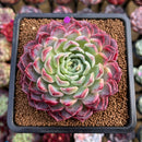 Echeveria sp. 4" Succulent Plant Cutting