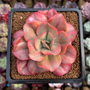 Echeveria 'Minigosaong' Variegated 3" Succulent Plant