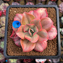 Echeveria 'Minigosaong' Variegated 3" Succulent Plant