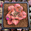 Echeveria 'Minigosaong' Variegated 3" Succulent Plant