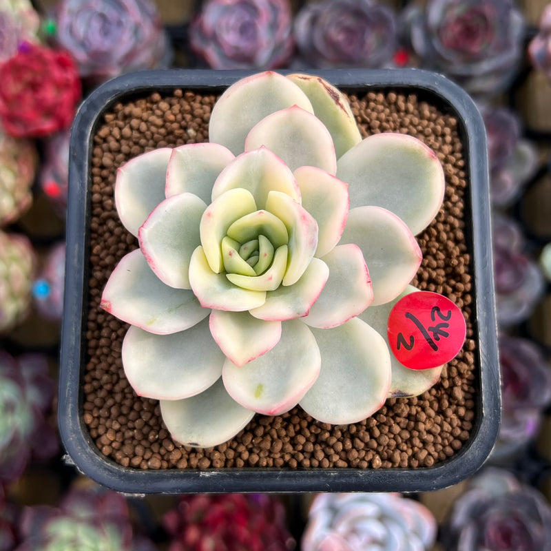 one succulent plant Pachyveria 'Worthy One' Variegated 2"-3" Succulent Plant