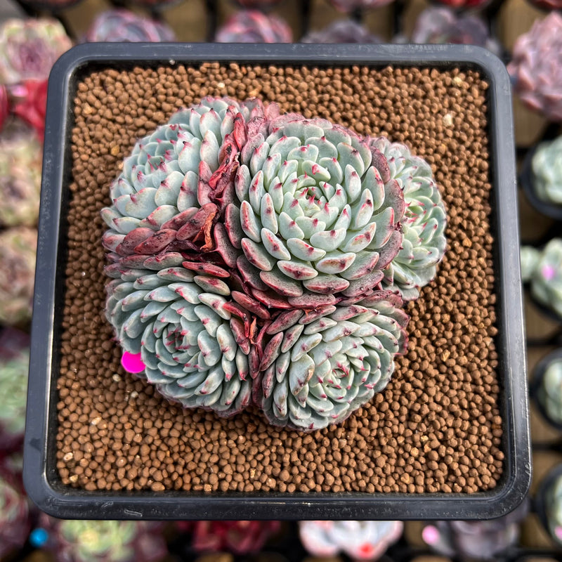 echeveria minima succulent Echeveria 'Minima' Cluster 3"-4" Succulent Plant