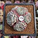 Echeveria 'Minima' Cluster 3"-4" Succulent Plant