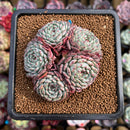 Echeveria 'Minima' Cluster 3"-4" Succulent Plant