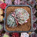 Echeveria 'Minima' Cluster 2" Succulent Plant