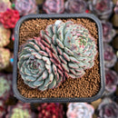 Echeveria 'Minima' Cluster 2" Succulent Plant