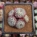 Echeveria 'Minima' Cluster 3"-4" Succulent Plant