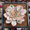 Echeveria 'Esther' Variegated 3" Succulent Plant Cutting