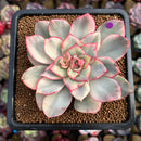 Echeveria 'Esther' Variegated 3" Succulent Plant Cutting