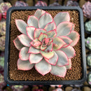Echeveria 'Esther' Variegated 3" Succulent Plant Cutting