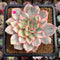 Echeveria 'Esther' Variegated 3" Succulent Plant Cutting