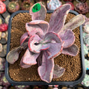 Pachyveria 'Jocelyns Joy' Variegated 4" Succulent Plant Cutting