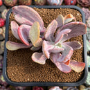 Pachyveria 'Jocelyns Joy' Variegated 4" Succulent Plant Cutting