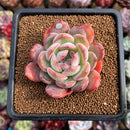 Echeveria 'Starmark' 2" Succulent Plant