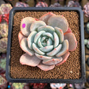 Echeveria 'Yukihana' 2"-3" Succulent Plant Cutting