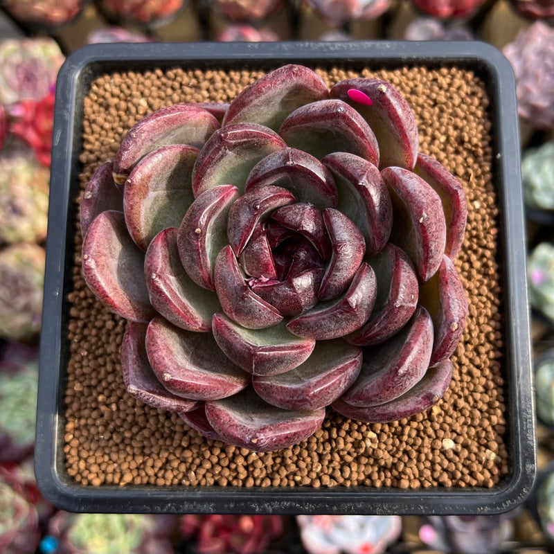 purple green succulent plant Echeveria 'Purple Candy' 2" Succulent Plant – True Succulents Plant Co