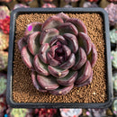 Echeveria 'Purple Candy' 2" Succulent Plant