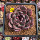 Echeveria 'Purple Candy' 2" Succulent Plant