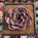 Echeveria 'Purple Candy' 2" Succulent Plant