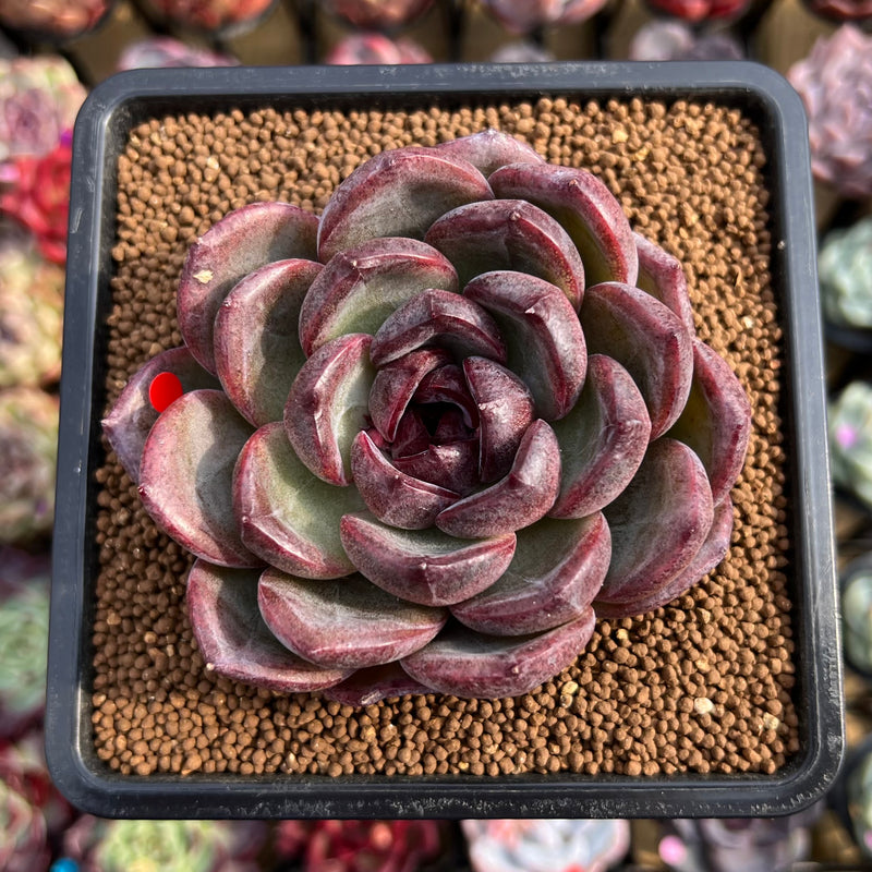 candy succulents Echeveria 'Purple Candy' 2" Succulent Plant