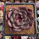 Echeveria 'Purple Candy' 2" Succulent Plant