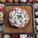 Echeveria 'Orange Monroe' 2" Succulent Plant Cutting