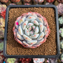 Echeveria 'Orange Monroe' 2" Succulent Plant Cutting