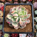 Echeveria 'Luella' Variegated 3" Succulent Plant Cutting