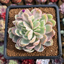 Echeveria 'Luella' Variegated 3" Succulent Plant Cutting