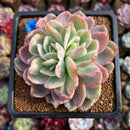 Echeveria 'Luella' Variegated 3" Succulent Plant Cutting