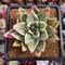 Echeveria Agavoides 'Maria' Variegated 3" Succulent Plant Cutting