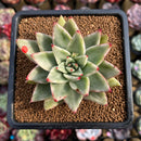Echeveria Agavoides 'Maria' Variegated 3" Succulent Plant Cutting